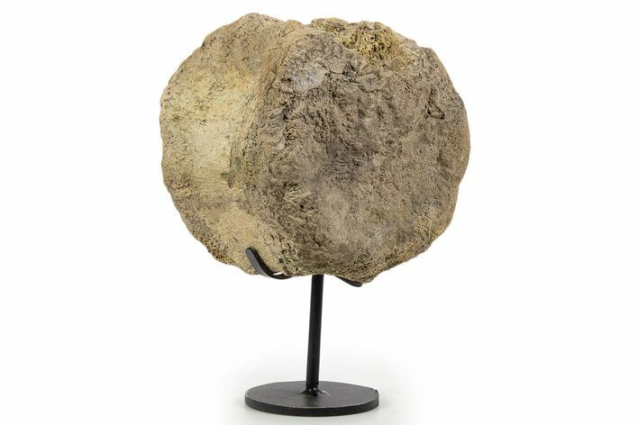 Fossil Hadrosaur Vertebra w/ Metal Stand - South Dakota #339903